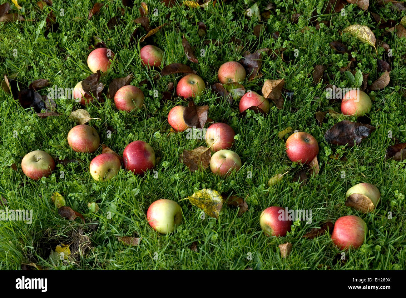 Manzanas extraordinarios Foto de stock