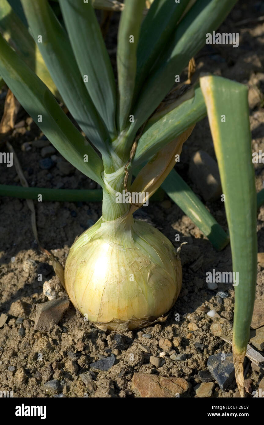 cebolla, cultivo de Foto de stock