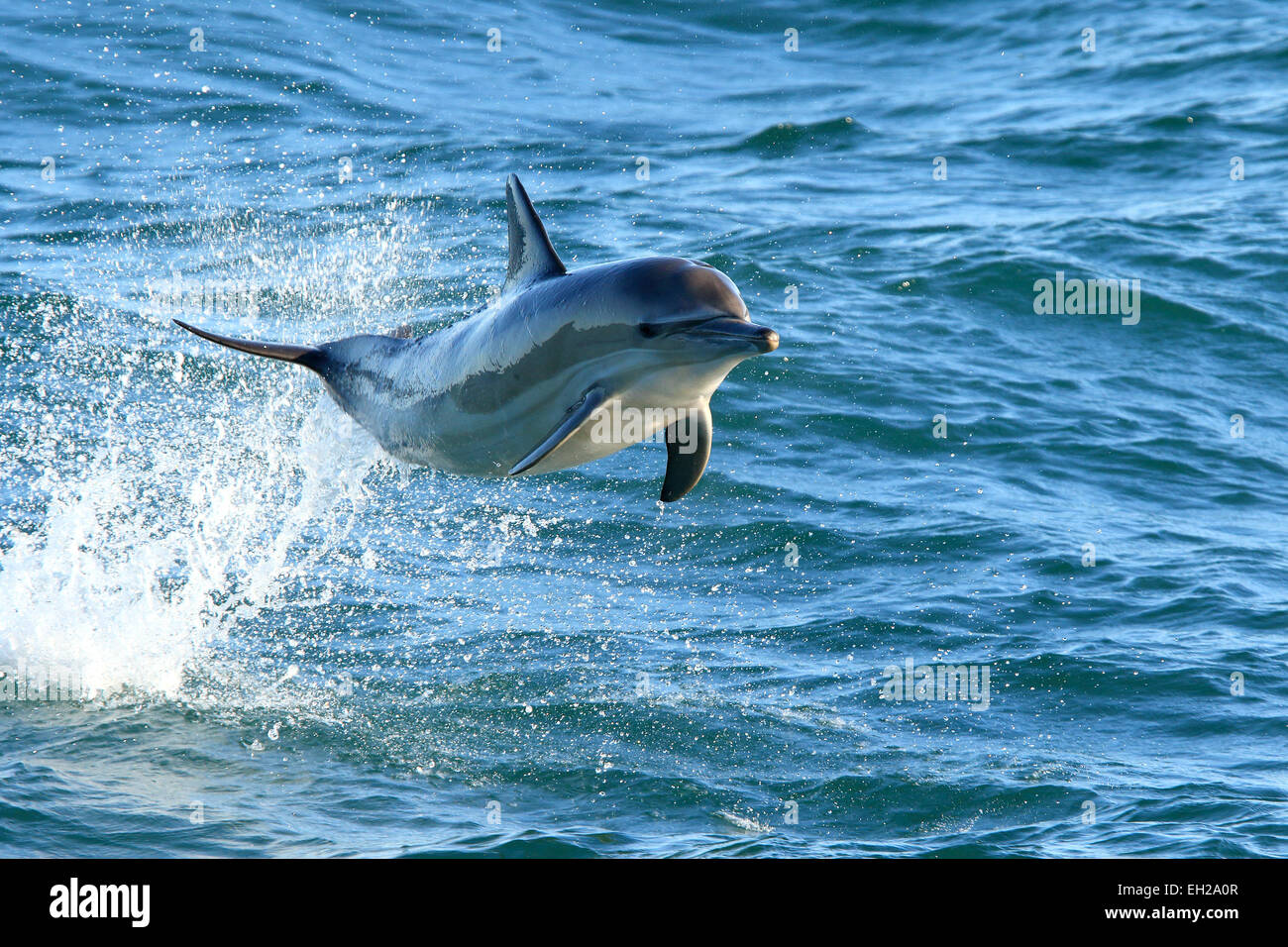 Dolphin largo largo picuda picuda, delfín común (Delphinus capensis) porpoising y saltando fuera del agua, en el Atlántico sur. Foto de stock