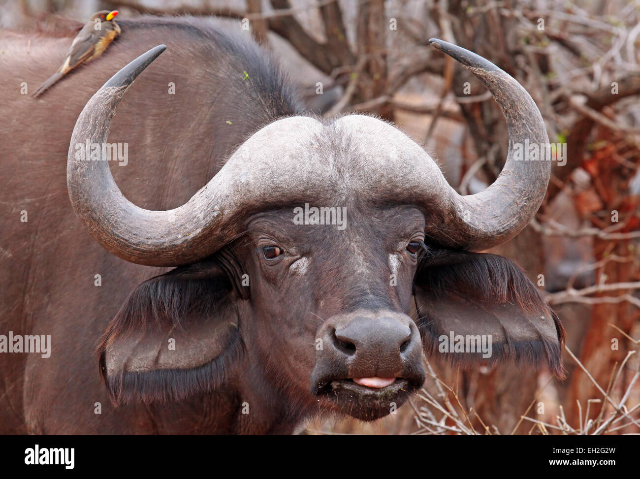 El búfalo africano, Syncerus caffer, el Parque Nacional Kruger, Sudáfrica Foto de stock