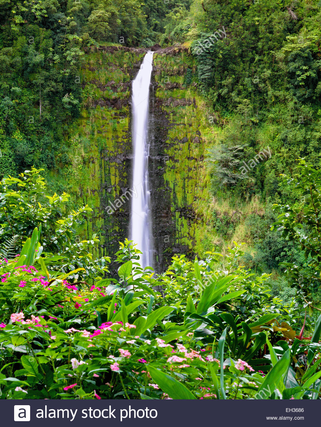 Akaka Falls. La Isla Grande de Hawai. Foto de stock