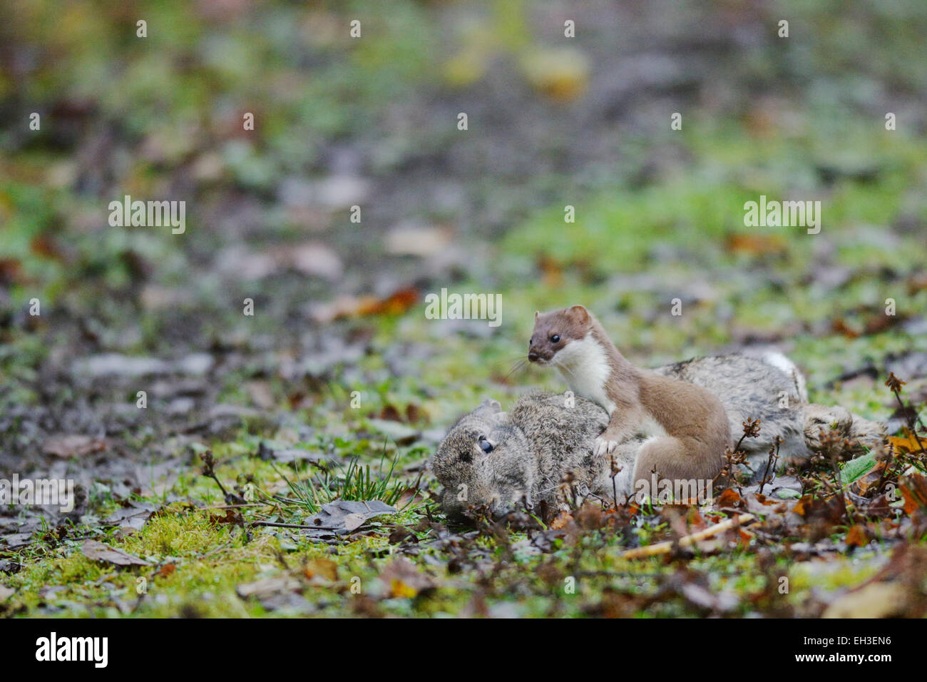 Matando conejo fotografías e imágenes de alta resolución Alamy