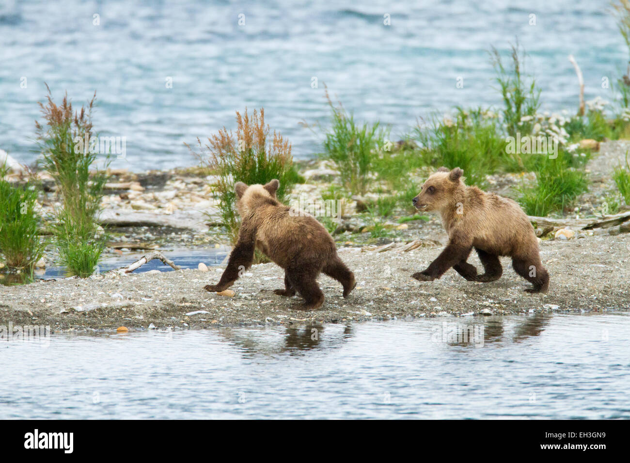 Dos cachorros de oso marrón (Ursus arctos) jugando en el Parque Nacional Katmai, Alaska, Estados Unidos Foto de stock