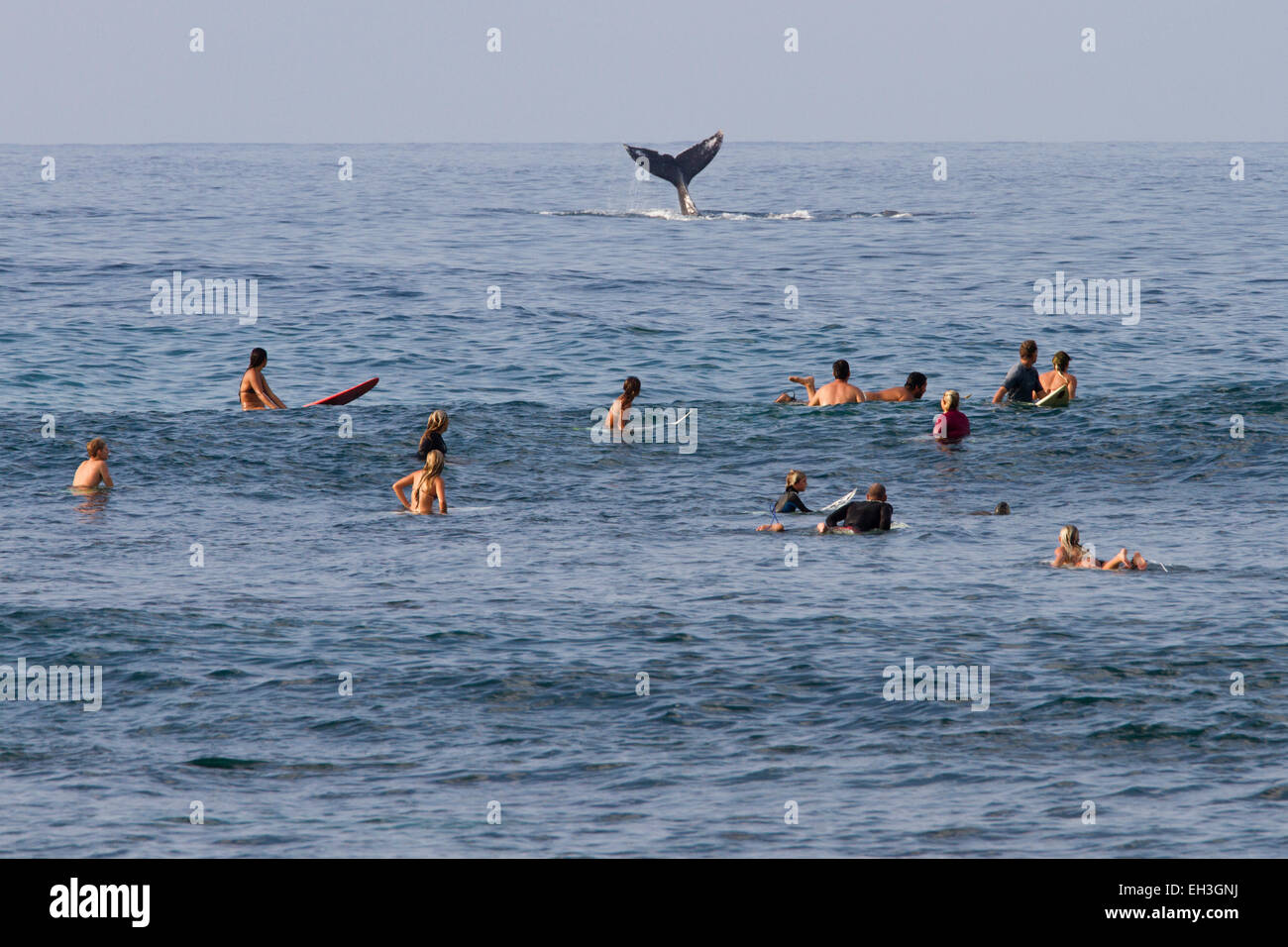 Los surfistas y ballena en Ho'okipa Beach Park, Hawai Foto de stock