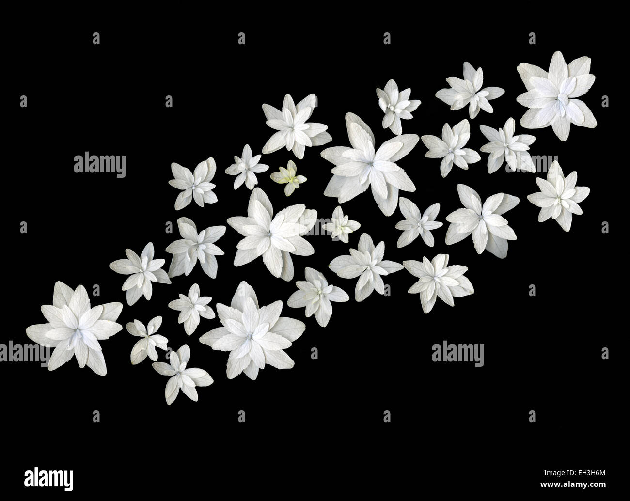 Flores blancas de primavera aislado sobre fondo negro Fotografía de stock - Alamy Flores blancas de primavera aislado sobre fondo negro Fotografía de stock - Alamy