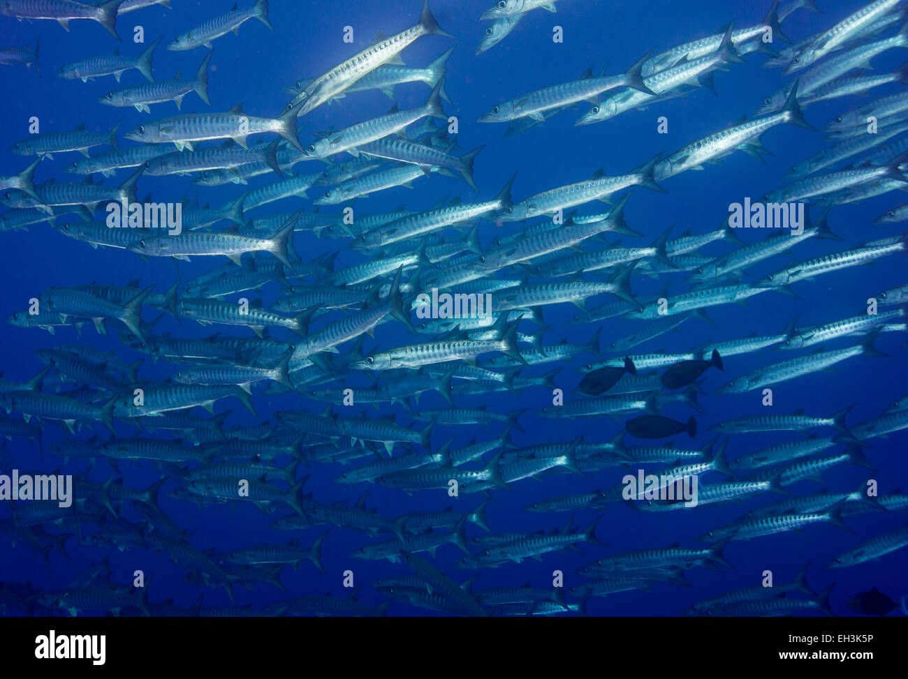 Escuela de Blackfin Barracuda (Sphyraena qenie), Palau Foto de stock