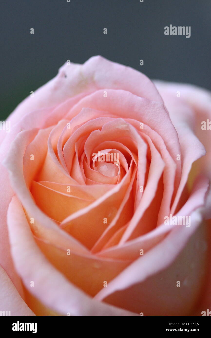 Cerca de rosas color durazno Fotografía de stock - Alamy