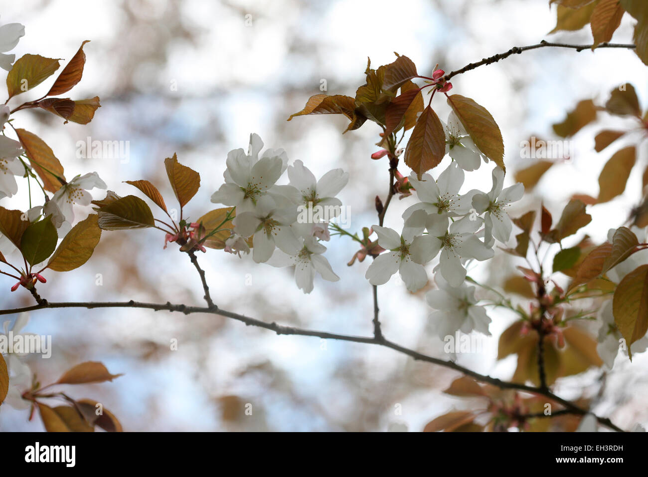 El sabor de la primavera, hermosos racimos de flores de cerezo Prunus serrulata Jane Ann Butler Fotografía JABP764 Foto de stock