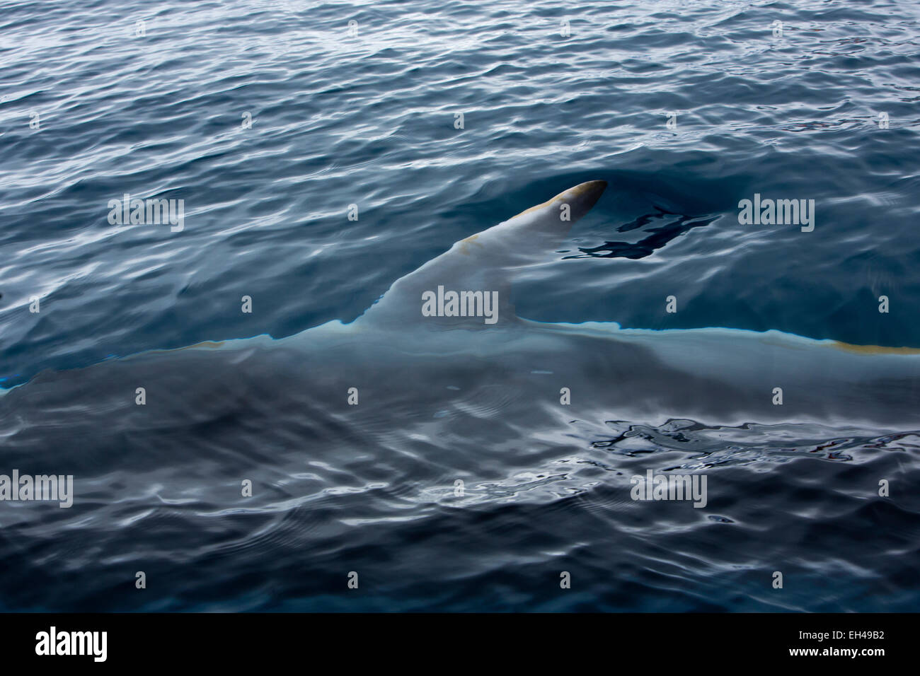 La Antártida, Bahía Paraíso, ballena minke pasando junto al submarino zodiac bote de expedición Foto de stock