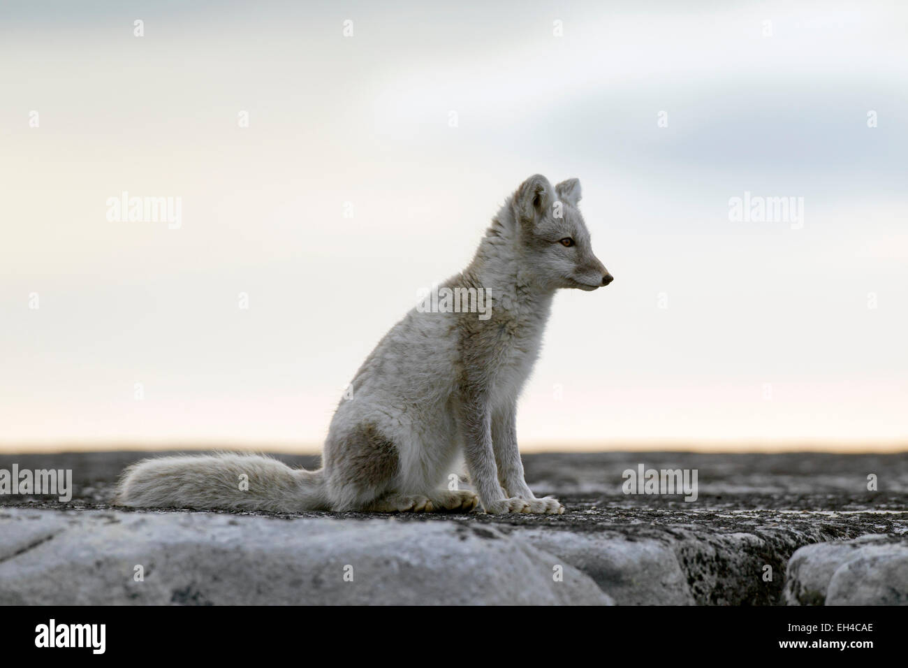 Zorro ártico (Vulpes lagopus) en verano cubra sentado sobre una roca, Svalbard, Noruega Foto de stock