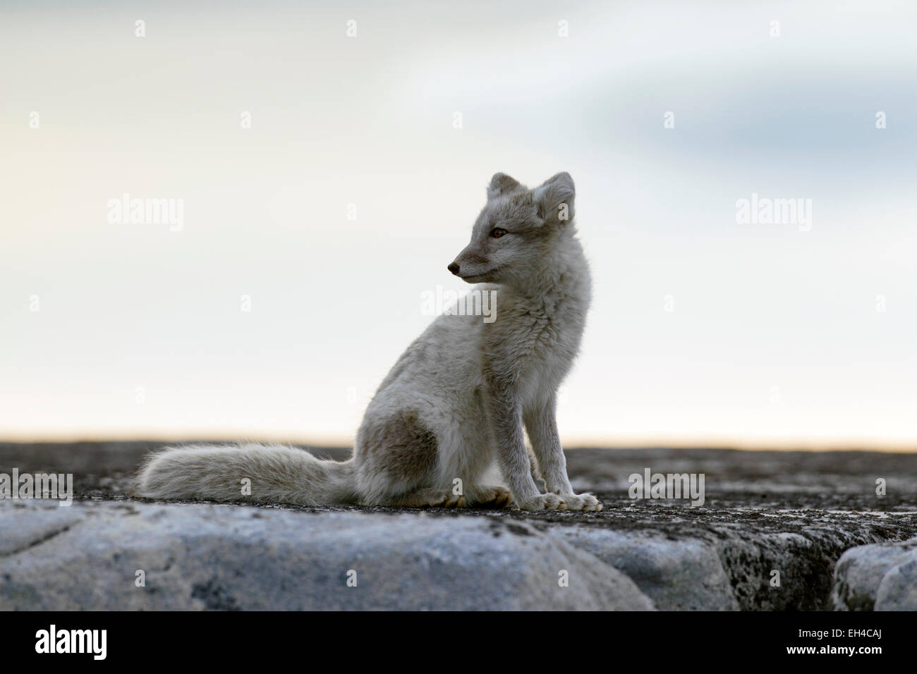 Zorro ártico (Vulpes lagopus) en verano cubra sentado sobre una roca, Svalbard, Noruega Foto de stock