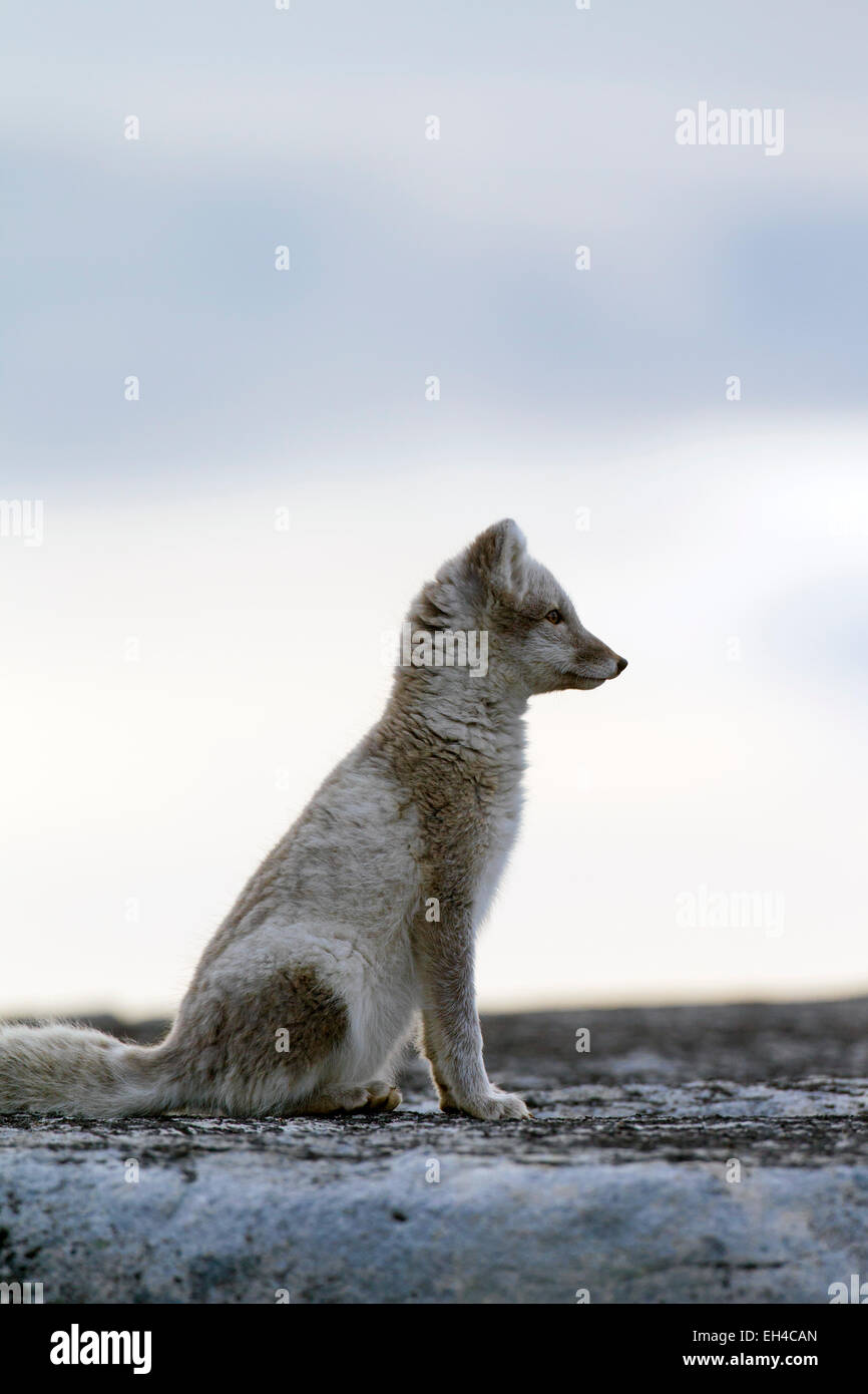 Zorro ártico (Vulpes lagopus) en verano cubra sentado sobre una roca, Svalbard, Noruega Foto de stock