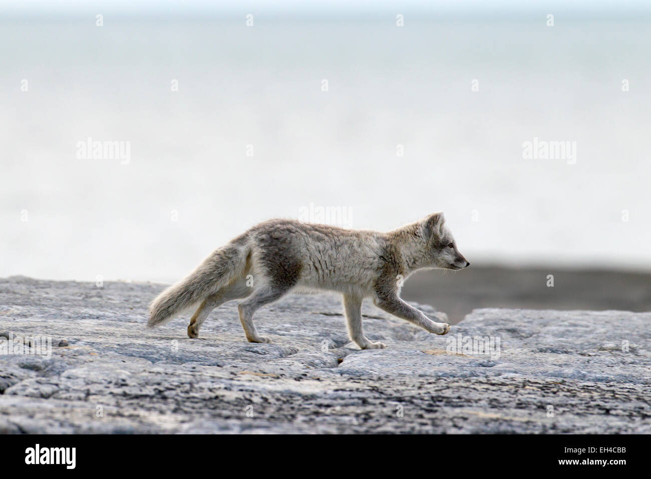 Zorro ártico (Vulpes lagopus) en el verano de abrigo, Svalbard, Noruega Foto de stock