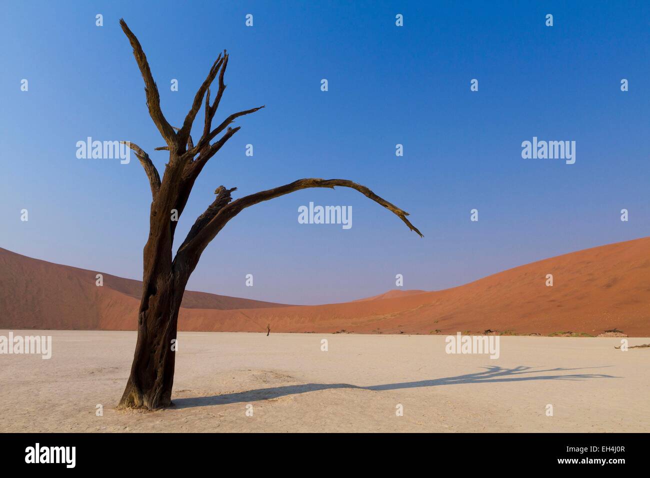 Namibia, Hardap región, el desierto de Namib, Namib Naukluft national park, Mar de Arena de Namib listados como Patrimonio Mundial por la UNESCO, cerca de Sossusvlei, Dead Vlei Foto de stock