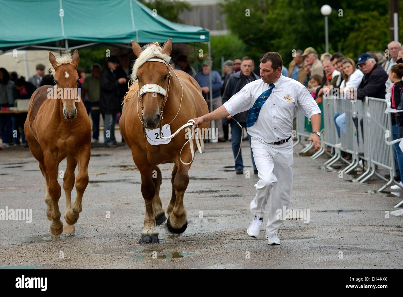 Francia, Haute Saône, Jussey, feria agropecuaria, caballos Comtois competencia departamental en 2014, al trote yegua y potro al jurado Foto de stock