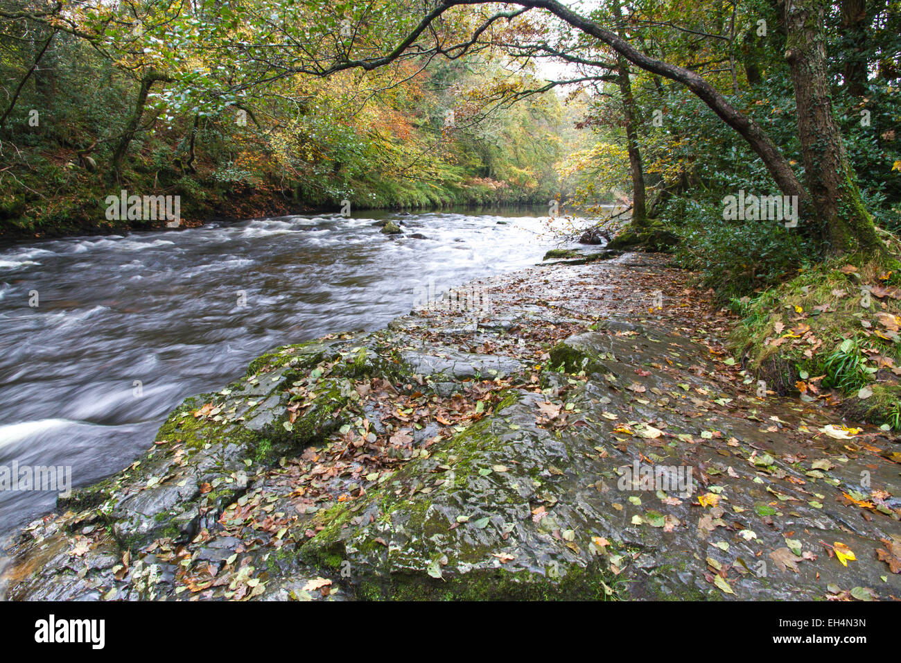 El río Dart en Puente Nuevo, Holne. Parque nacional de Dartmoor, Devon, Inglaterra, Reino Unido. Puente de granito, otoño, otoño, largo Foto de stock
