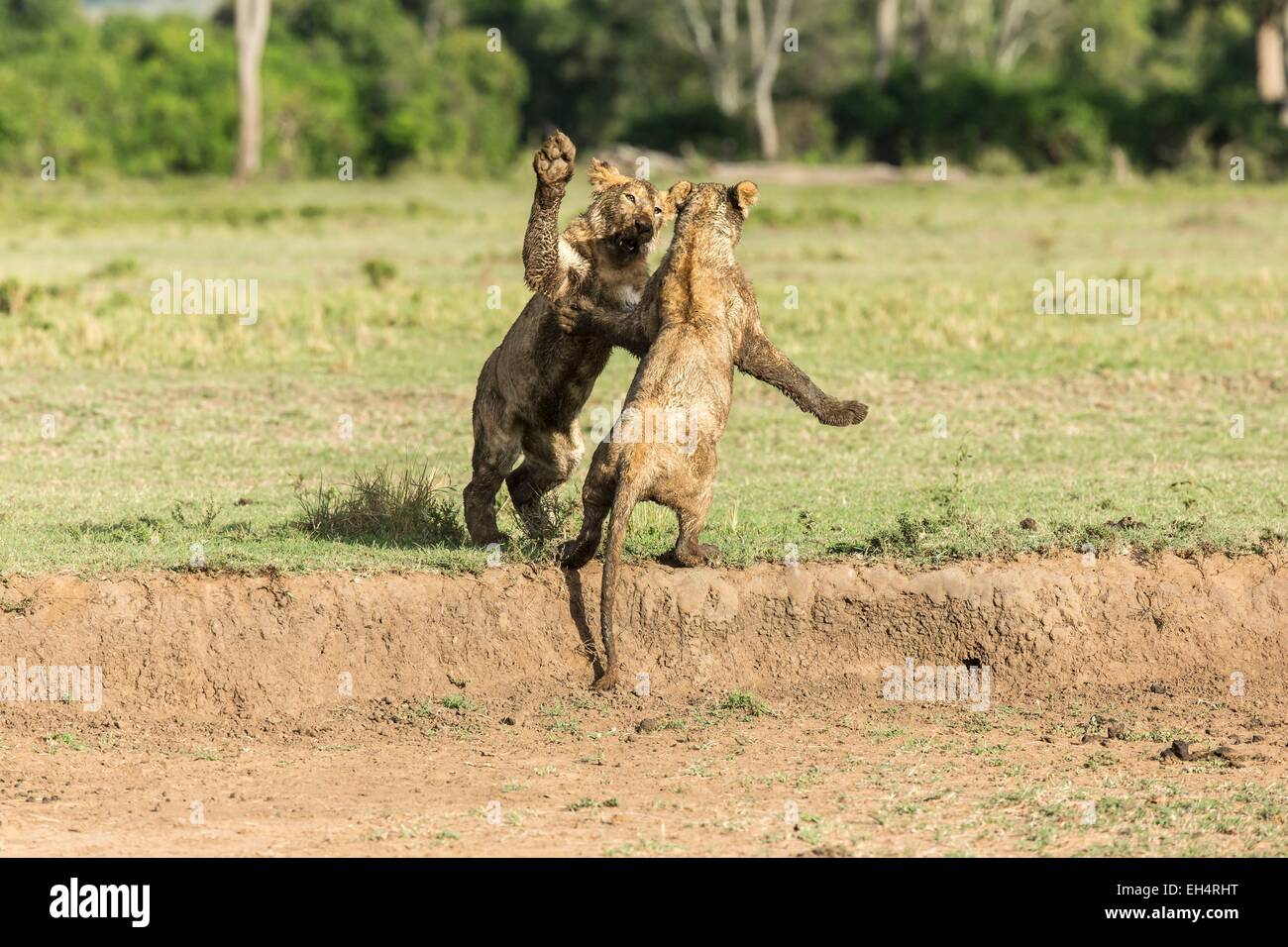 Kenya, la reserva Masai Mara, el león (Panthera leo), Cachorros jugando Foto de stock