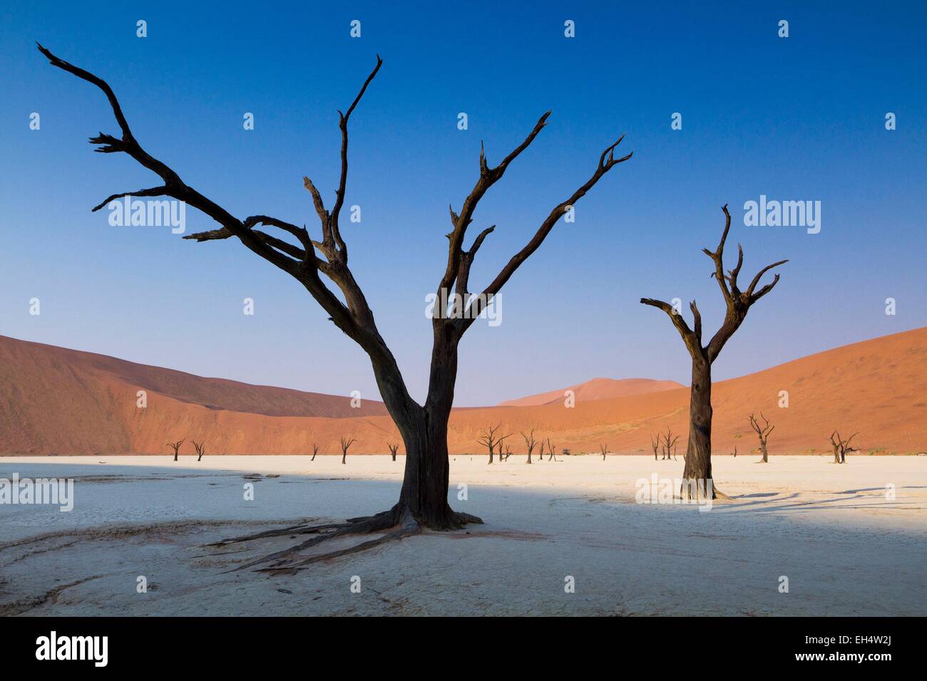 Namibia, Hardap región, el desierto de Namib, Namib Naukluft national park, Mar de Arena de Namib listados como Patrimonio Mundial por la UNESCO, cerca de Sossusvlei, Dead Vlei Foto de stock