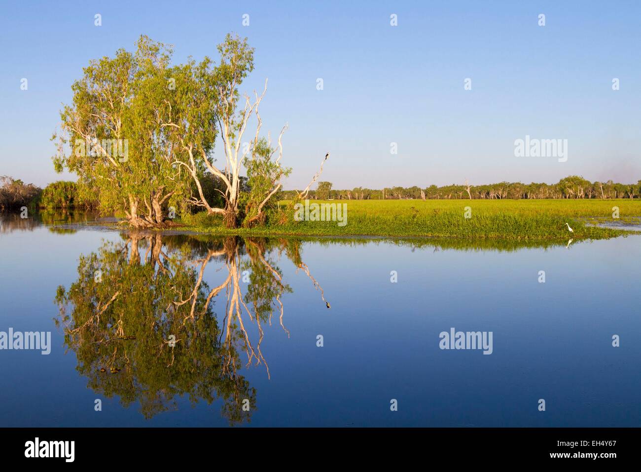 Australia, el Territorio del Norte, el Parque Nacional Kakadu, catalogada como Patrimonio de la Humanidad por la UNESCO, agua amarilla Billabong Foto de stock