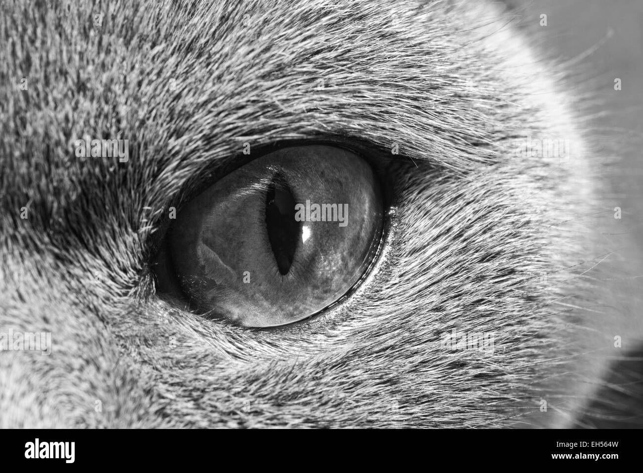 Ojo del gato macro Foto de stock