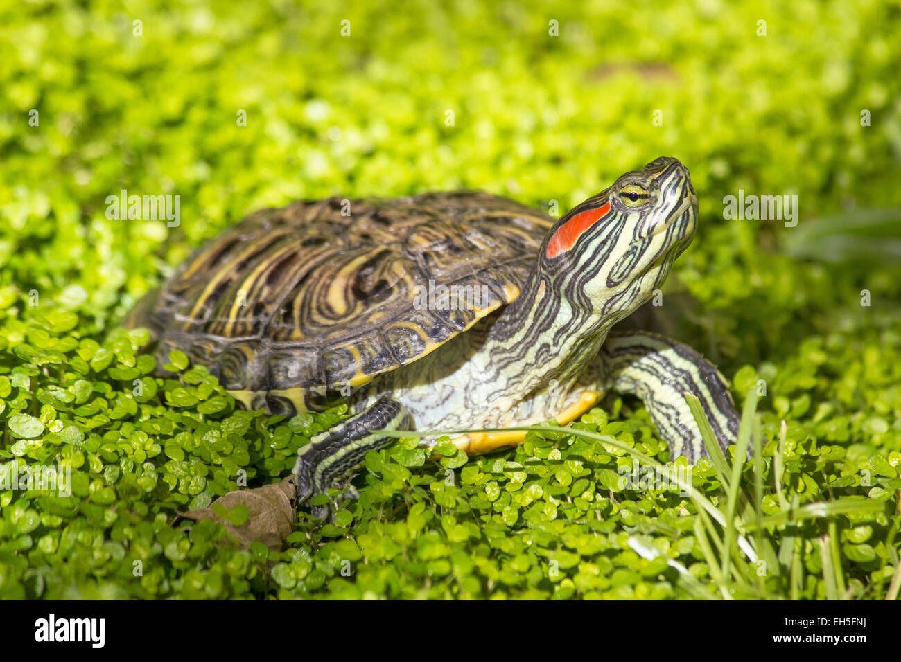 Control deslizante de orejas rojas, Trachemys scripta elegans, la tortuga cabeza vertical en medio de la naturaleza Foto de stock