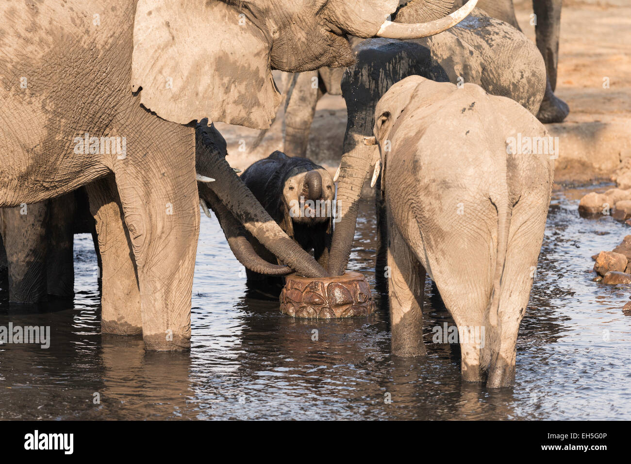 Los elefantes bebiendo en un abrevadero - Parque Nacional Chobe Botswana Foto de stock