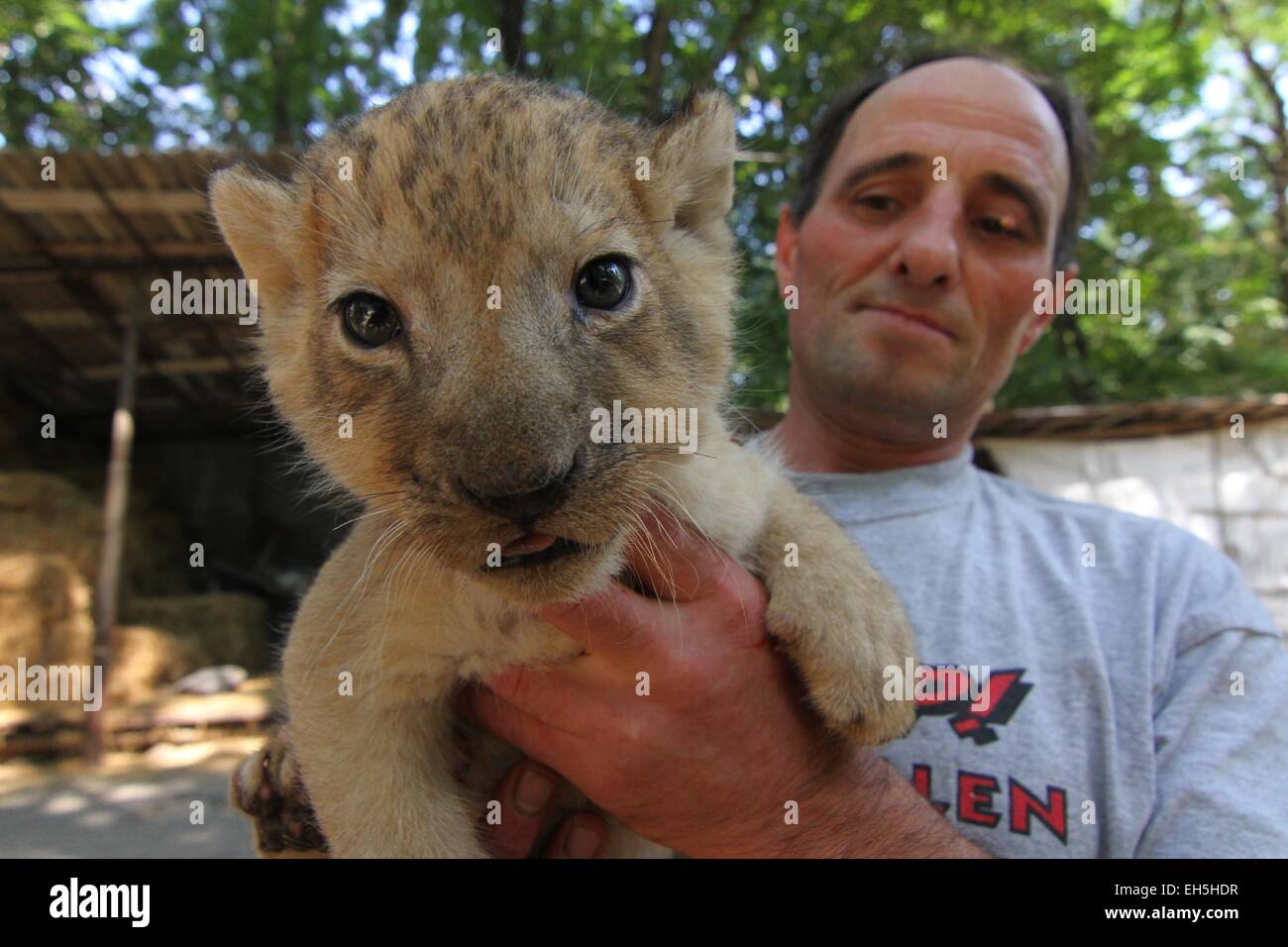 Un zookeeper juega con 30 días de edad, todavía sin nombre, de los leones  en el Zoológico de la ciudad de Razgrad, al noreste de la capital búlgara  Sofía (02Sep14), después de