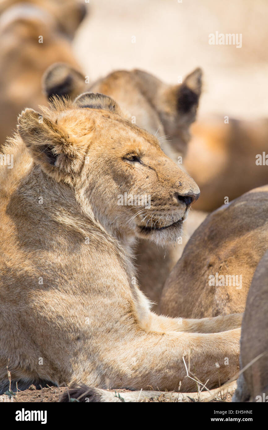 Orgullo de león descansa en el Serengeti Foto de stock