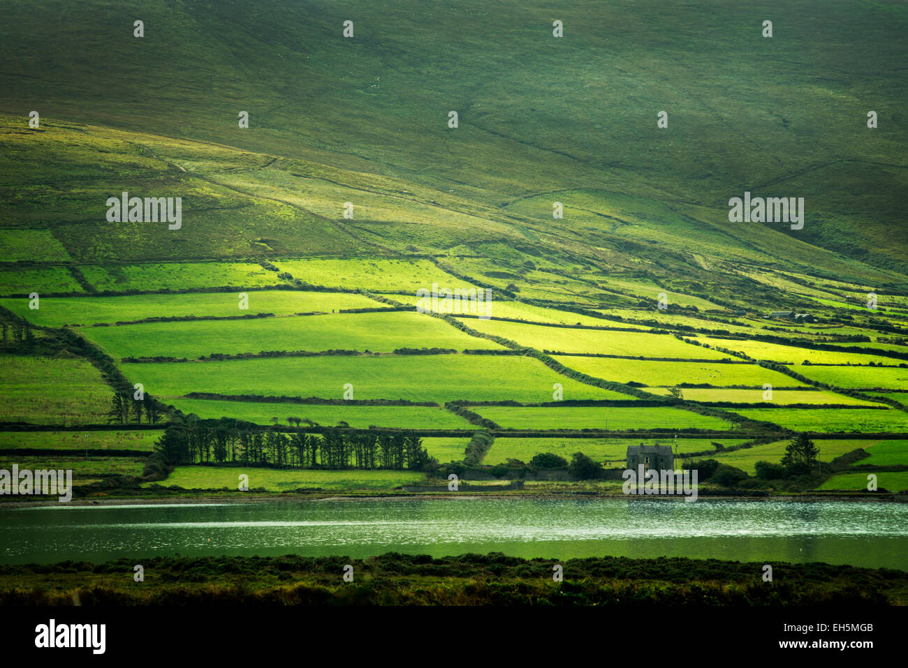 Campos Verdes en el anillo de Kerry, visto desde la isla de Valentia, Irlanda Foto de stock