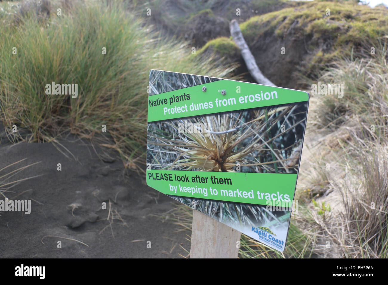 Las plantas nativas protegen de la erosión de las dunas de la playa Waikanae firmar en Nueva Zelanda Foto de stock