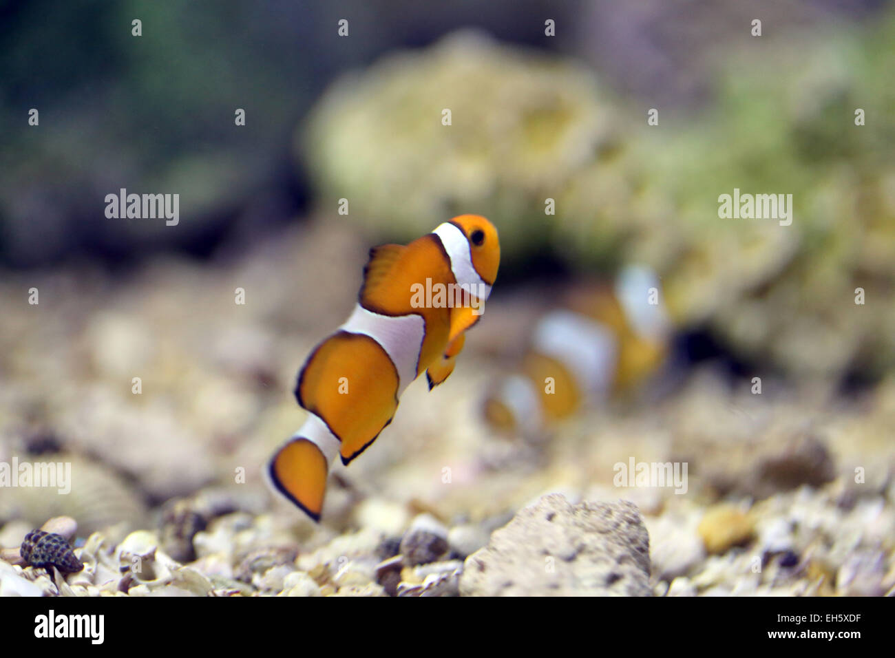 Centrar el pez payaso en la zona de arrecifes de coral del mar. Foto de stock