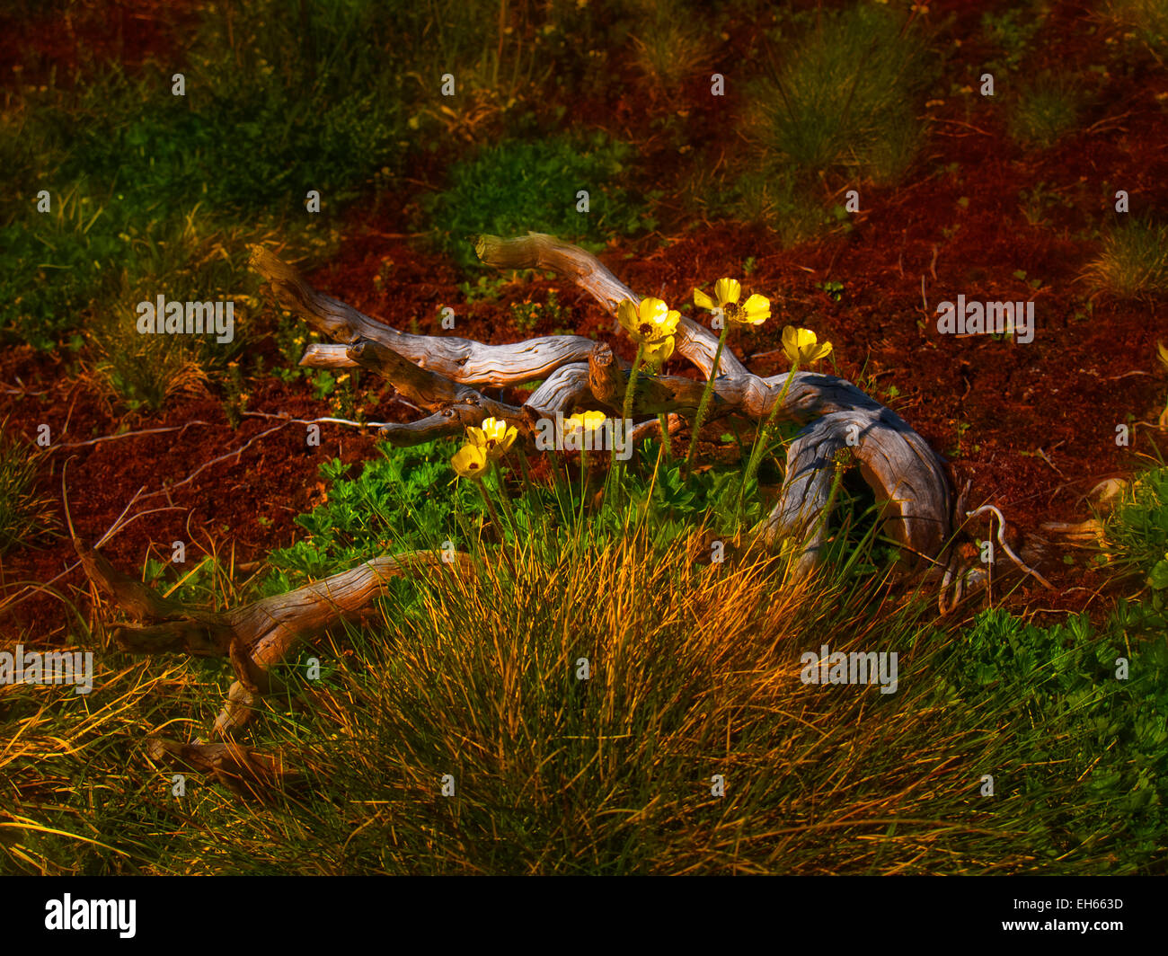 Australia: Granito Ranúnculos (Ranunculus graniticola), montañas nevadas, NSW Foto de stock