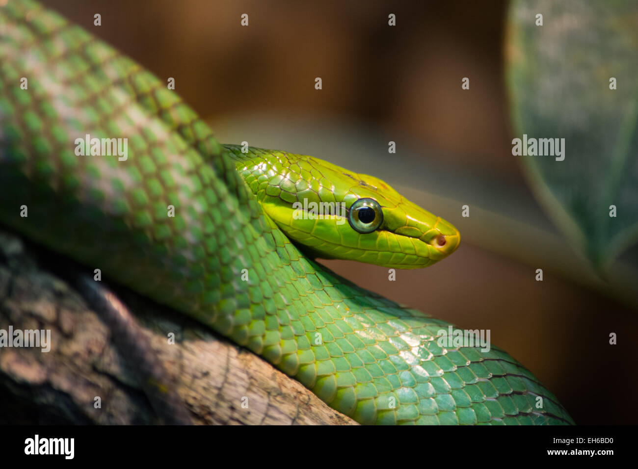 Green tree snake sentado en root Foto de stock