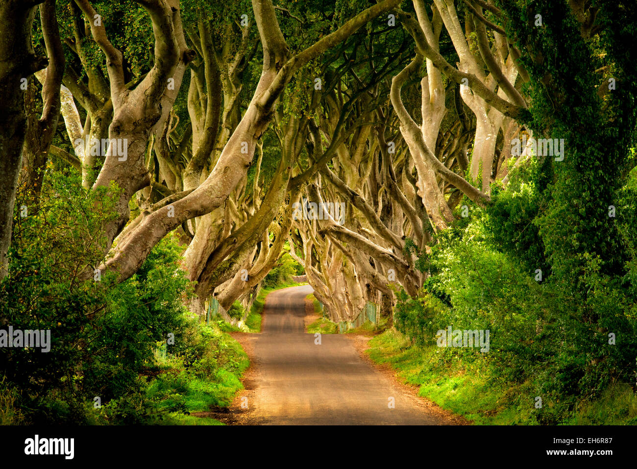 La oscuridad de setos. Beech Rural carretera arbolada en Irlanda. Foto de stock