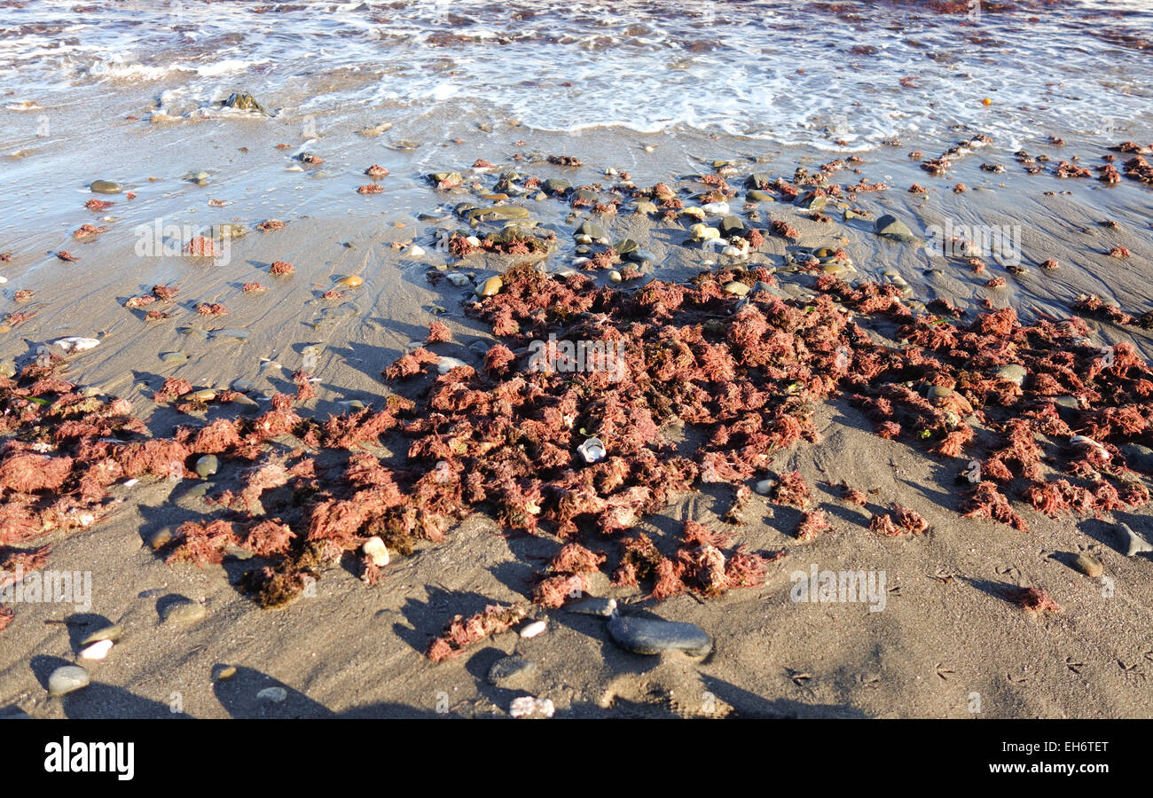 Las algas rojas, las algas, lavado en una playa en Andalucía, España. Foto de stock