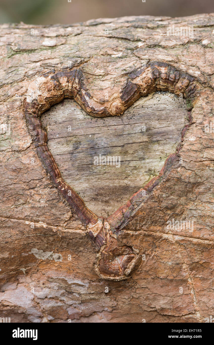 Corazón tallado en la corteza en la rama de un árbol Foto de stock