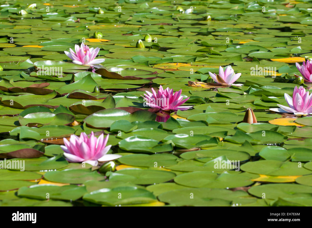 Nenúfares flotando en el lago Spencer, Shelton, WA, Mason County, EE.UU.. Foto de stock