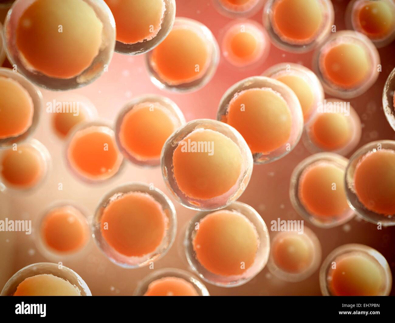 Las células humanas, ilustración Foto de stock