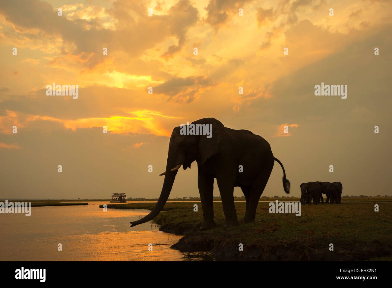 Elefante africano (Loxodonta africana) al atardecer, el Parque Nacional Chobe, Botswana, África Foto de stock