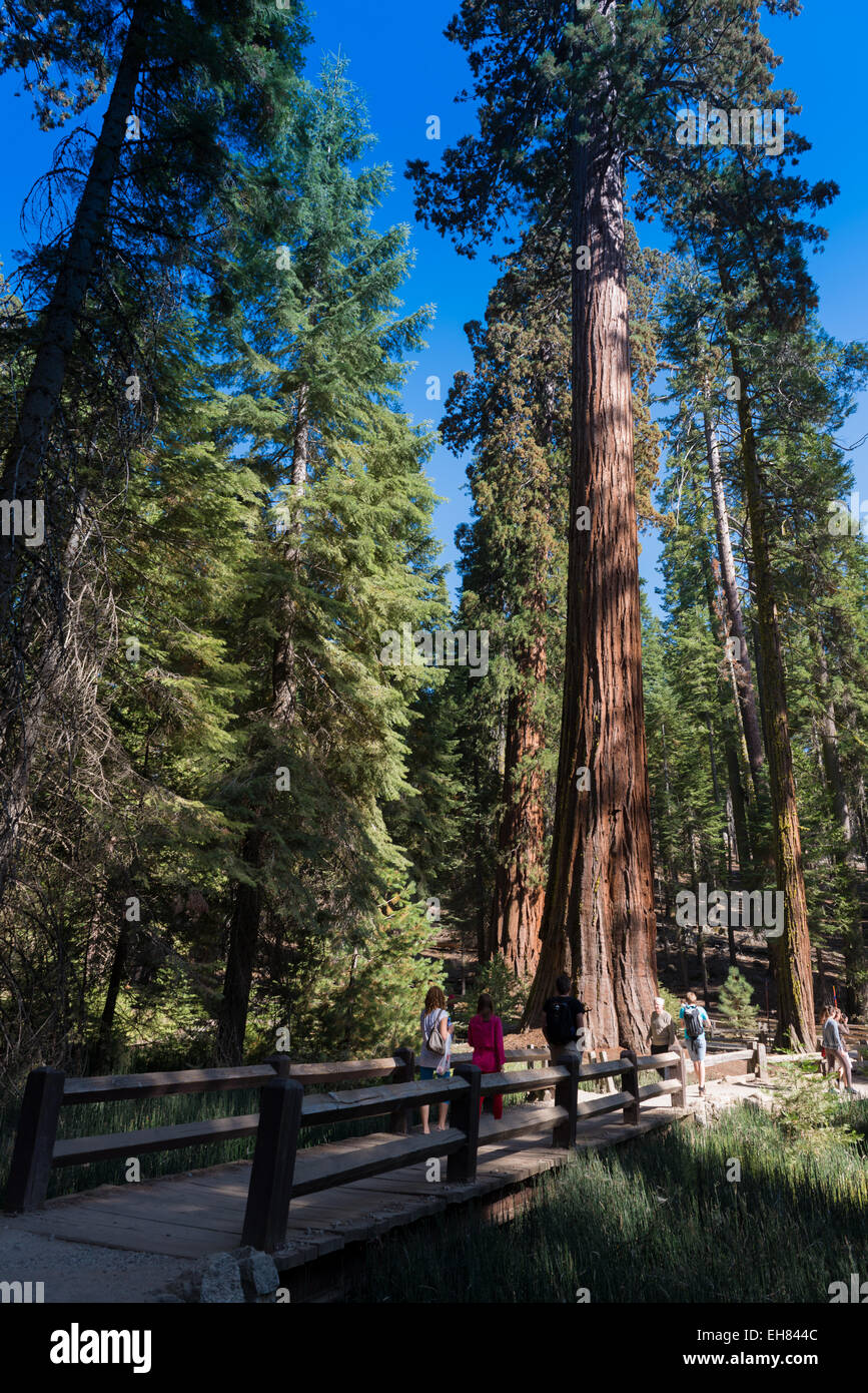 Las secoyas gigantes en el Parque Nacional Yosemite Foto de stock