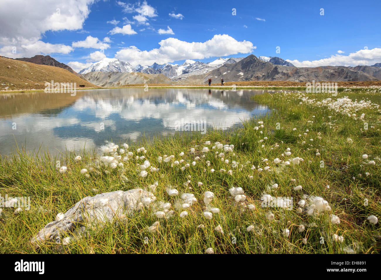 (Eriophorum Cottongrass) florece en las orillas del Lago D'Oro y el lago Umbrail en Valtellina, Lombardía, Italia, Europa Foto de stock