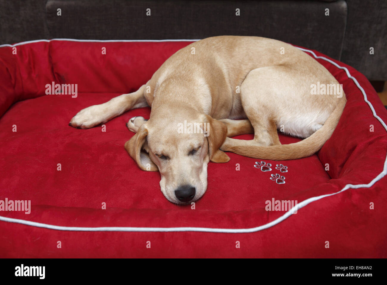 Cachorro Labrador amarillo de 6 años meses durmiendo en cama nueva y grande  que crecerá en Fotografía de stock - Alamy