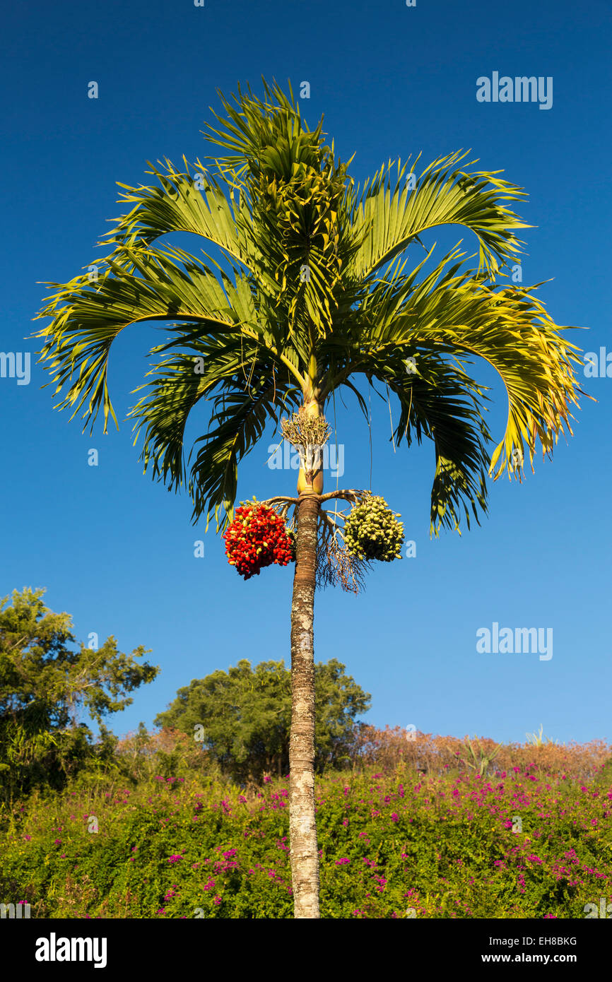 La nuez de betel o Cachu Areca palmera tropical que crece en Kauai, Hawai Foto de stock