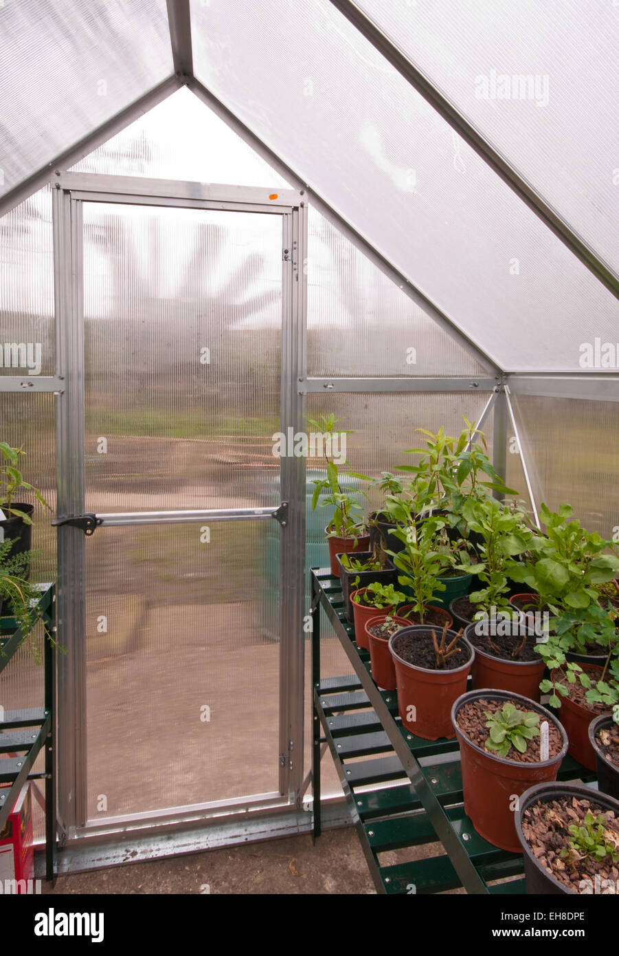 Vista interior de un invernadero de jardín de policarbonato con la puerta  cerrada y plantas dentro de staging Fotografía de stock - Alamy