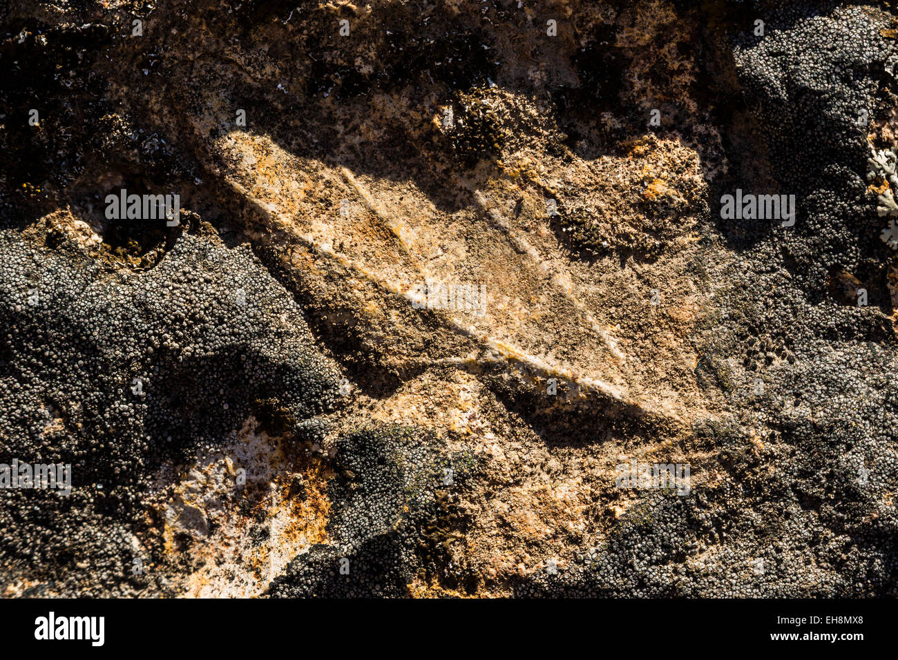 Sicomoros, Platanus sp., hoja de combustibles a lo largo de rastros de fósiles en la unidad Clarno, John Día yacimientos fósiles Monumento Nacional, Oregón, EE.UU. Foto de stock