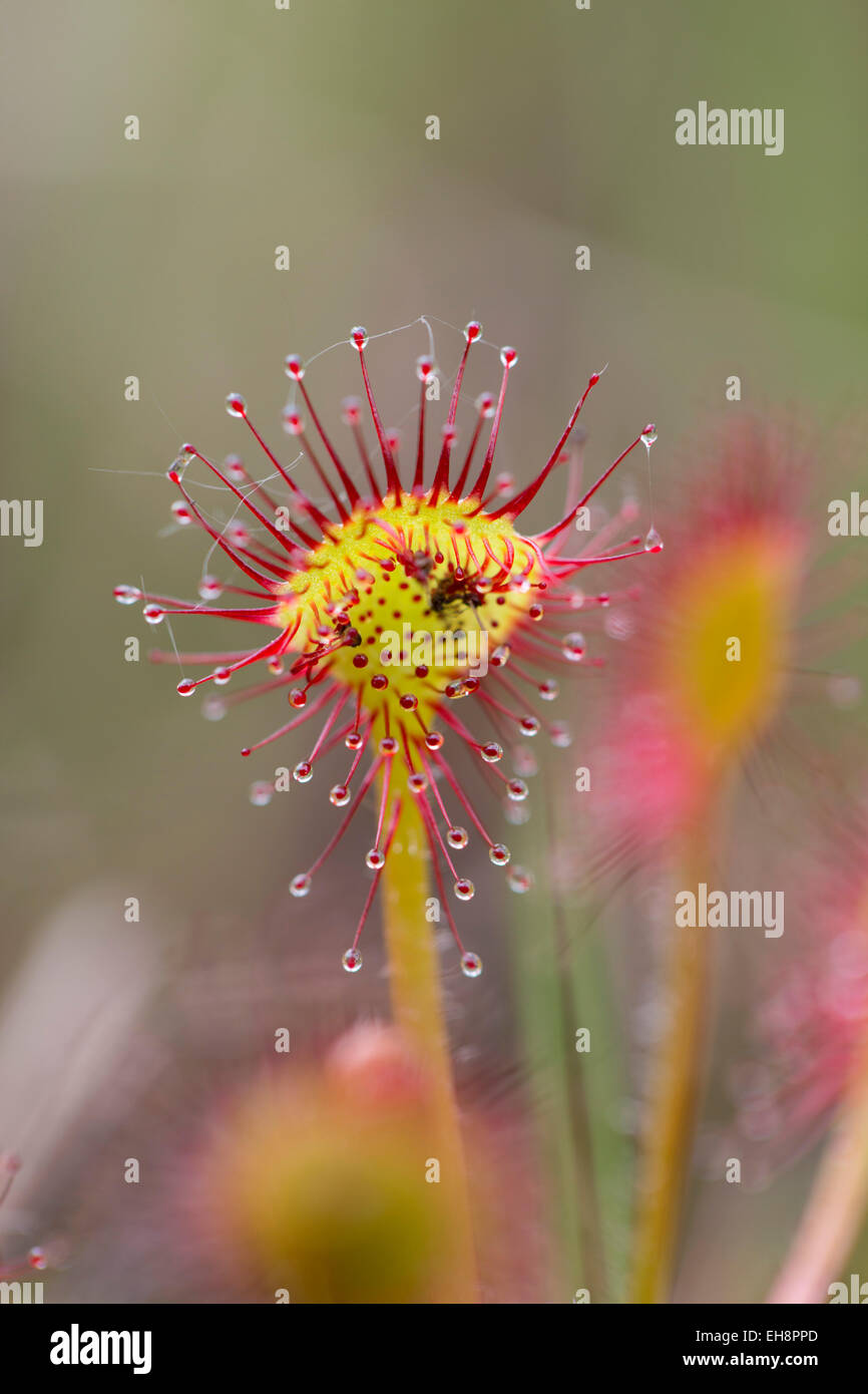 Ronda dejados Sundew Drosera rotundifolia Leaf con insectos capturados Cornwall; UK Foto de stock