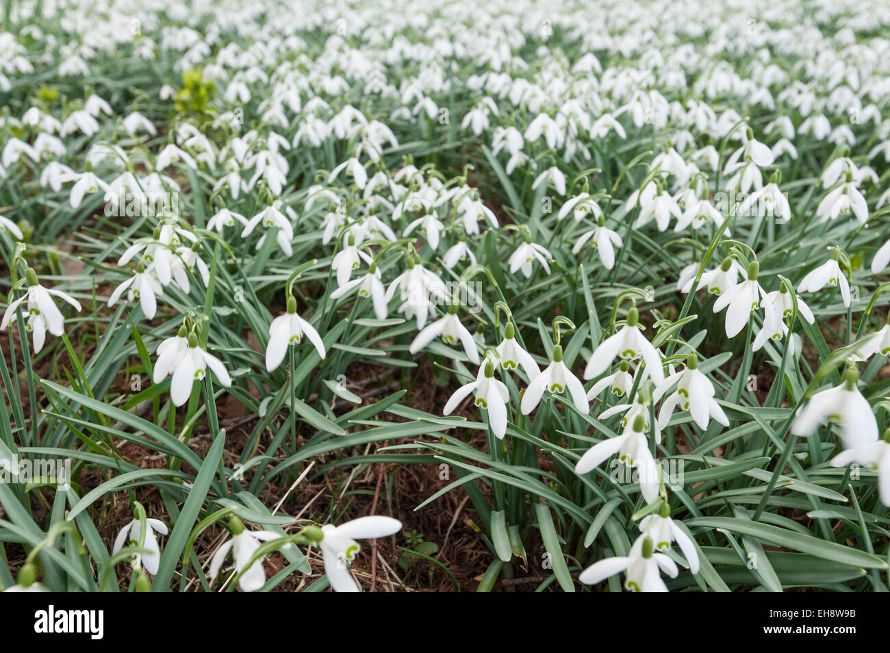 Primera flor de año nuevo, cerca de común snowdrop flores en una pradera de delicadas flores blancas Foto de stock