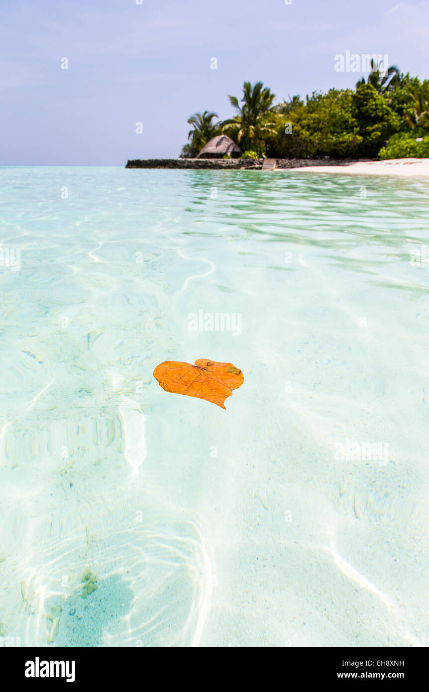 Una hoja en forma de corazón que flotan en el mar turquesa en Makunudu isla en las Maldivas Foto de stock