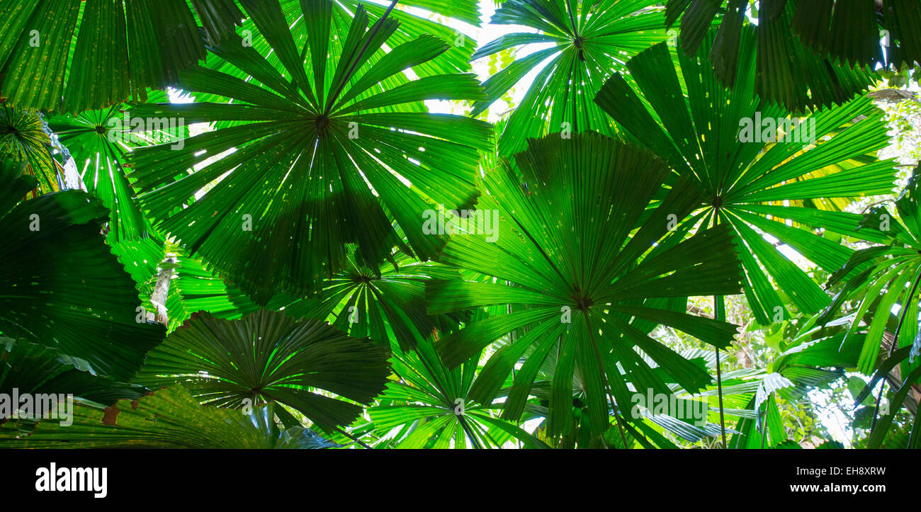 Ventilador australiano Palms (Licuala ramsayi) en la selva tropical de Daintree, Queensland, Australia Foto de stock