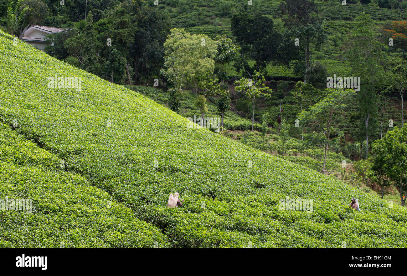 Trabajadores que recogen el té en una plantación de té en las colinas de Sri Lanka Foto de stock